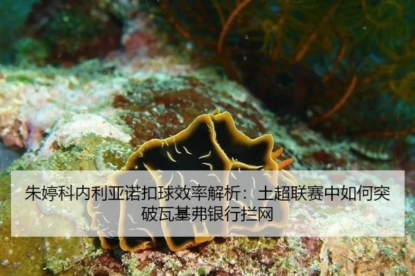 朱婷科内利亚诺扣球效率解析：土超联赛中如何突破瓦基弗银行拦网